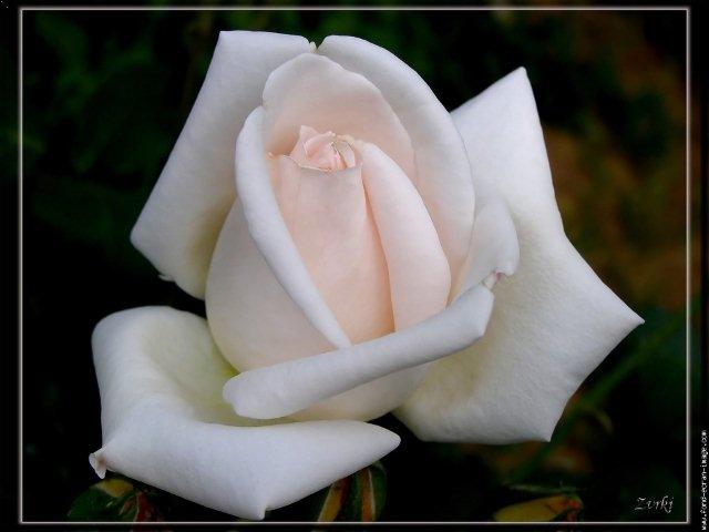 rose-blanche.jpg